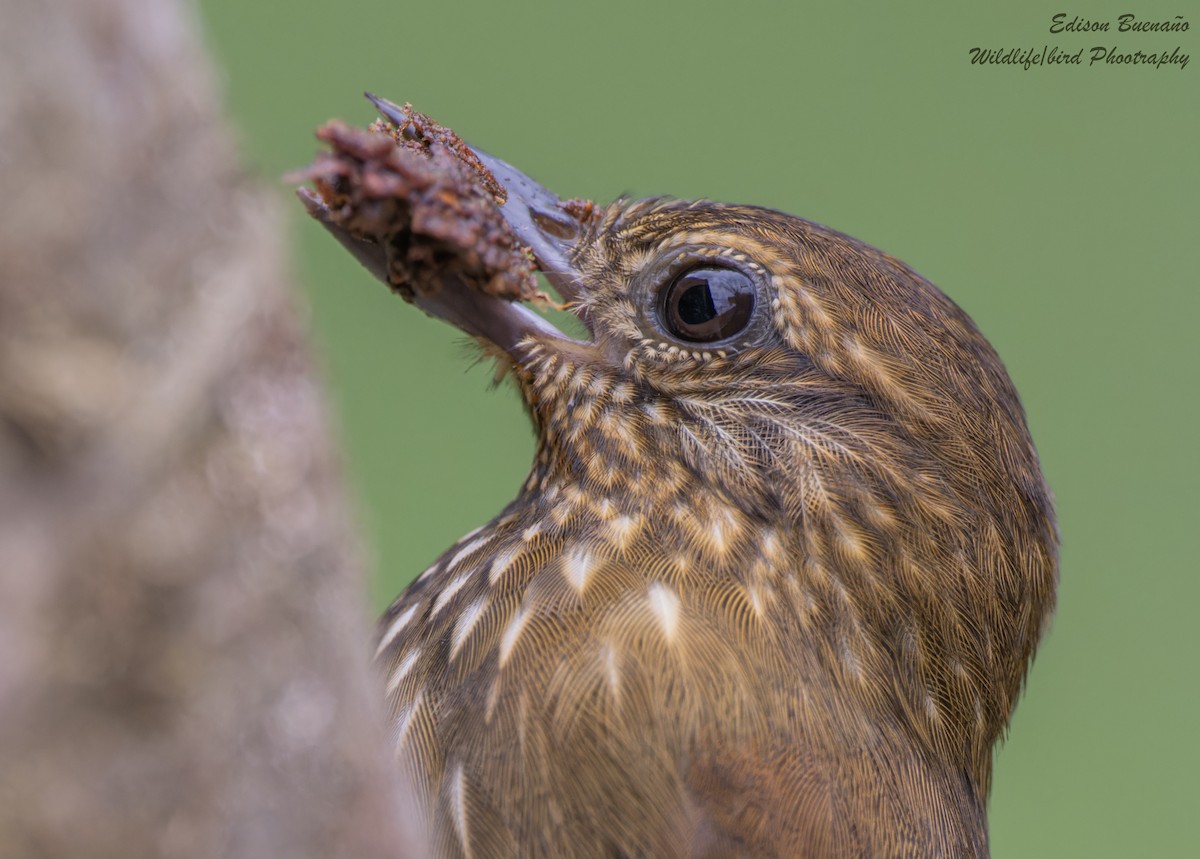 Wedge-billed Woodcreeper - ML620256674