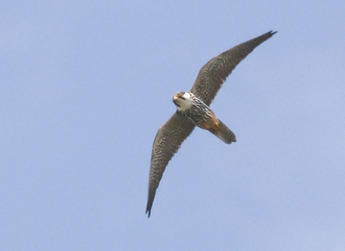 Eurasian Hobby - ML620256681