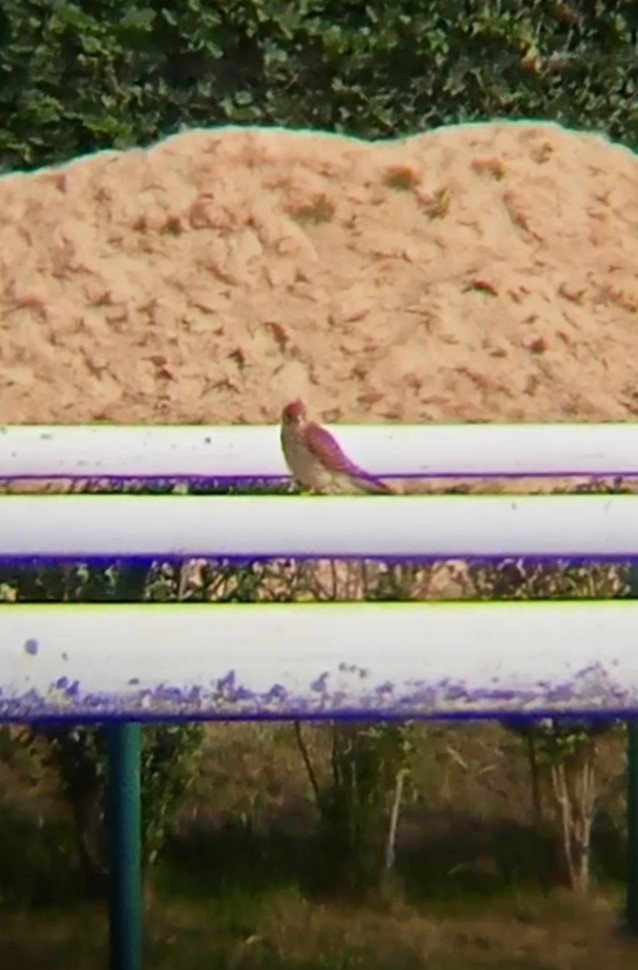 Eurasian Kestrel - ML620256686