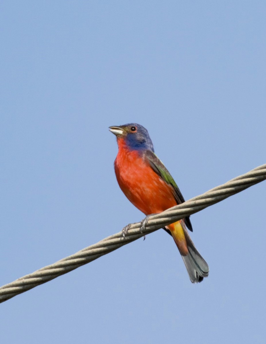 Painted Bunting - ML620256687