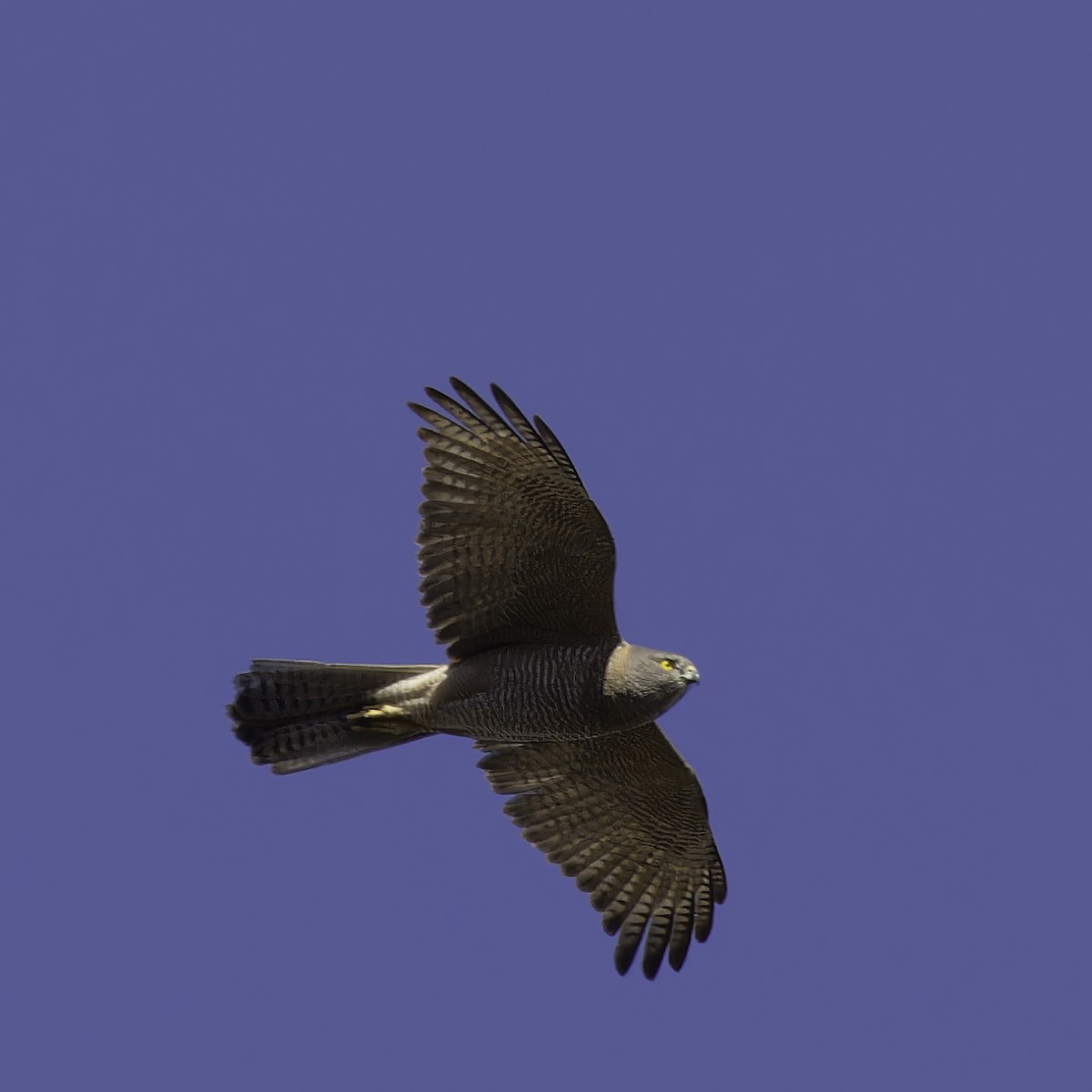 Brown Goshawk - ML620256688