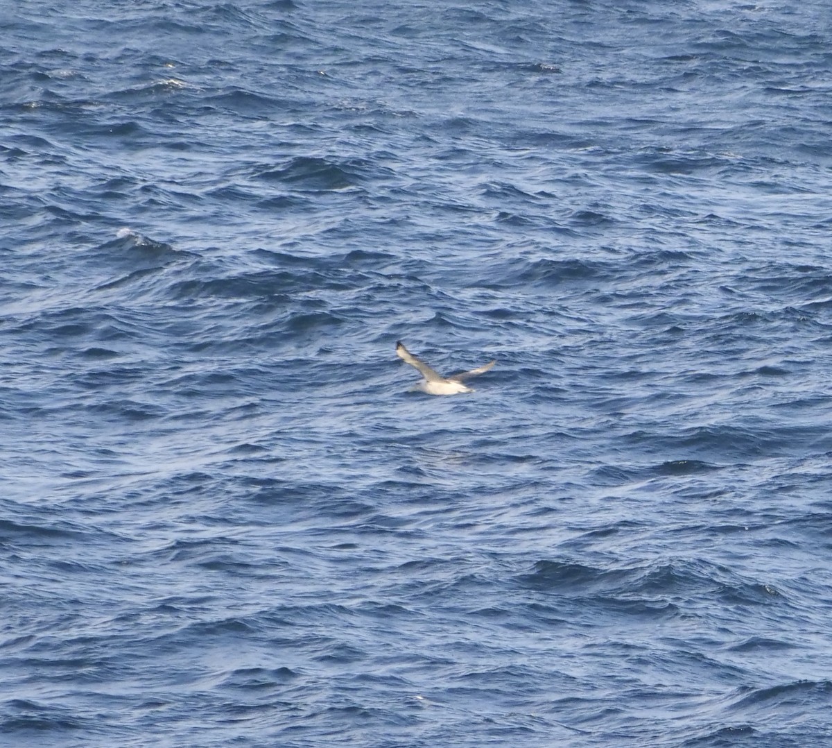 White-capped Albatross - ML620256693