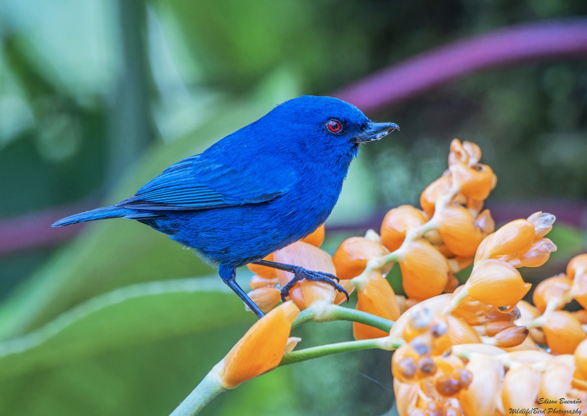 Indigo Flowerpiercer - ML620256696