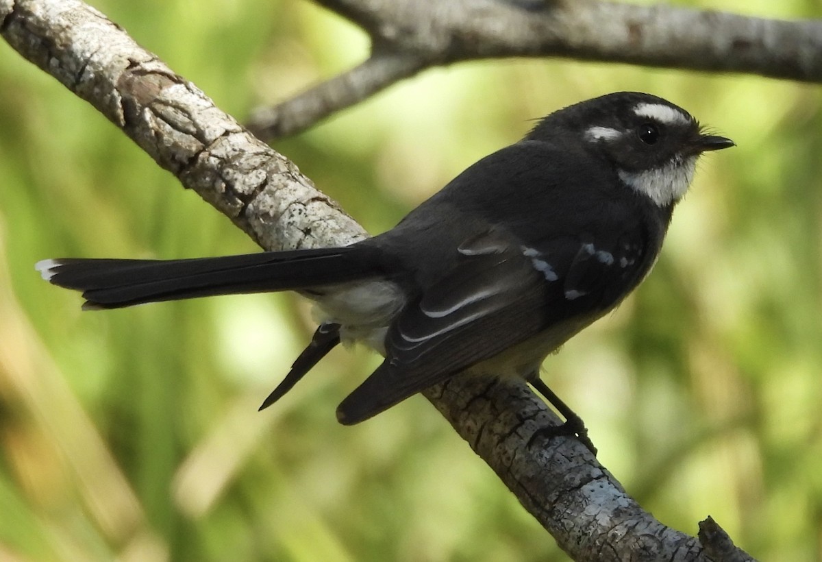 Gray Fantail - ML620256709
