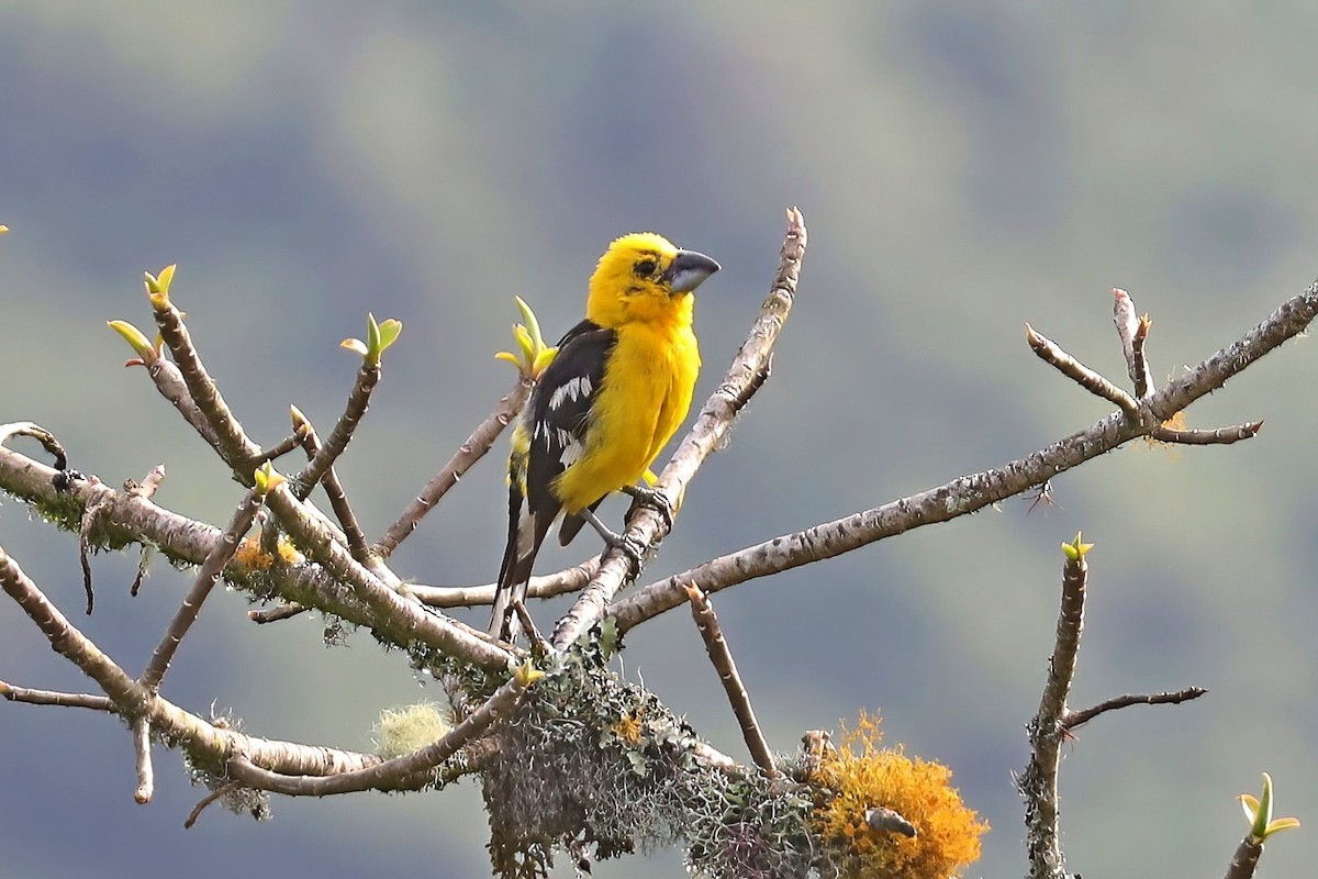 Cardinal à tête jaune - ML620256711