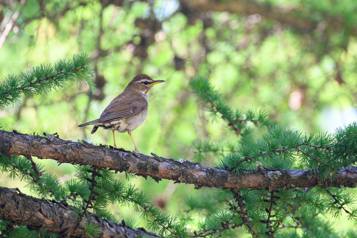 Gray-sided Thrush - ML620256713