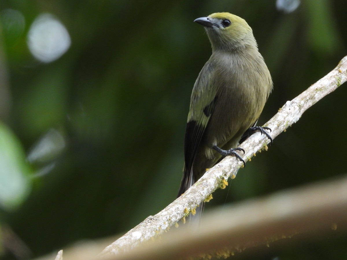 Palm Tanager - ML620256721