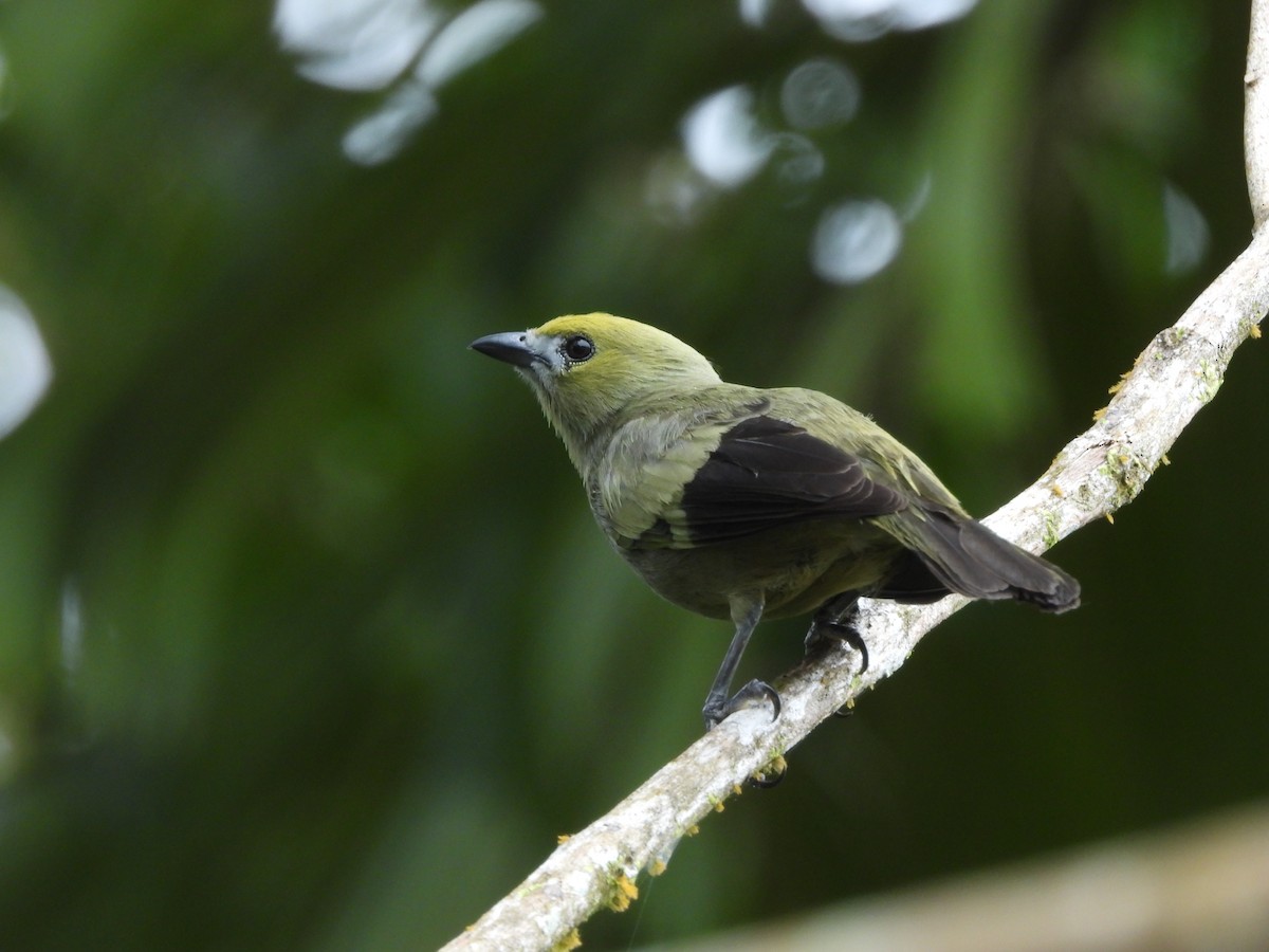 Palm Tanager - ML620256722