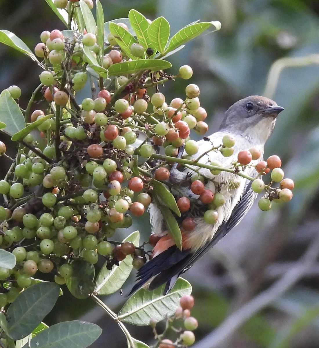 Mistletoebird - ML620256724