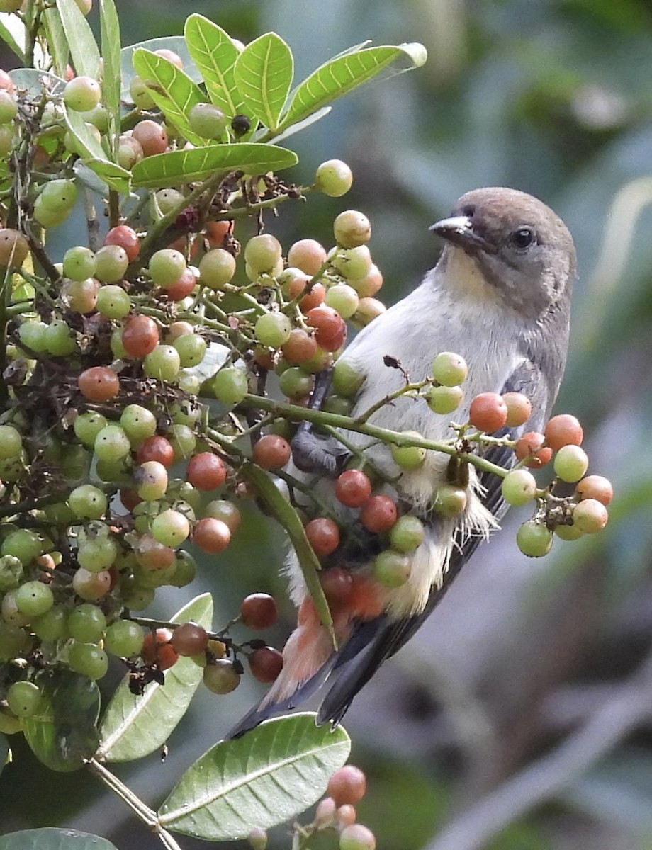 Mistletoebird - ML620256726