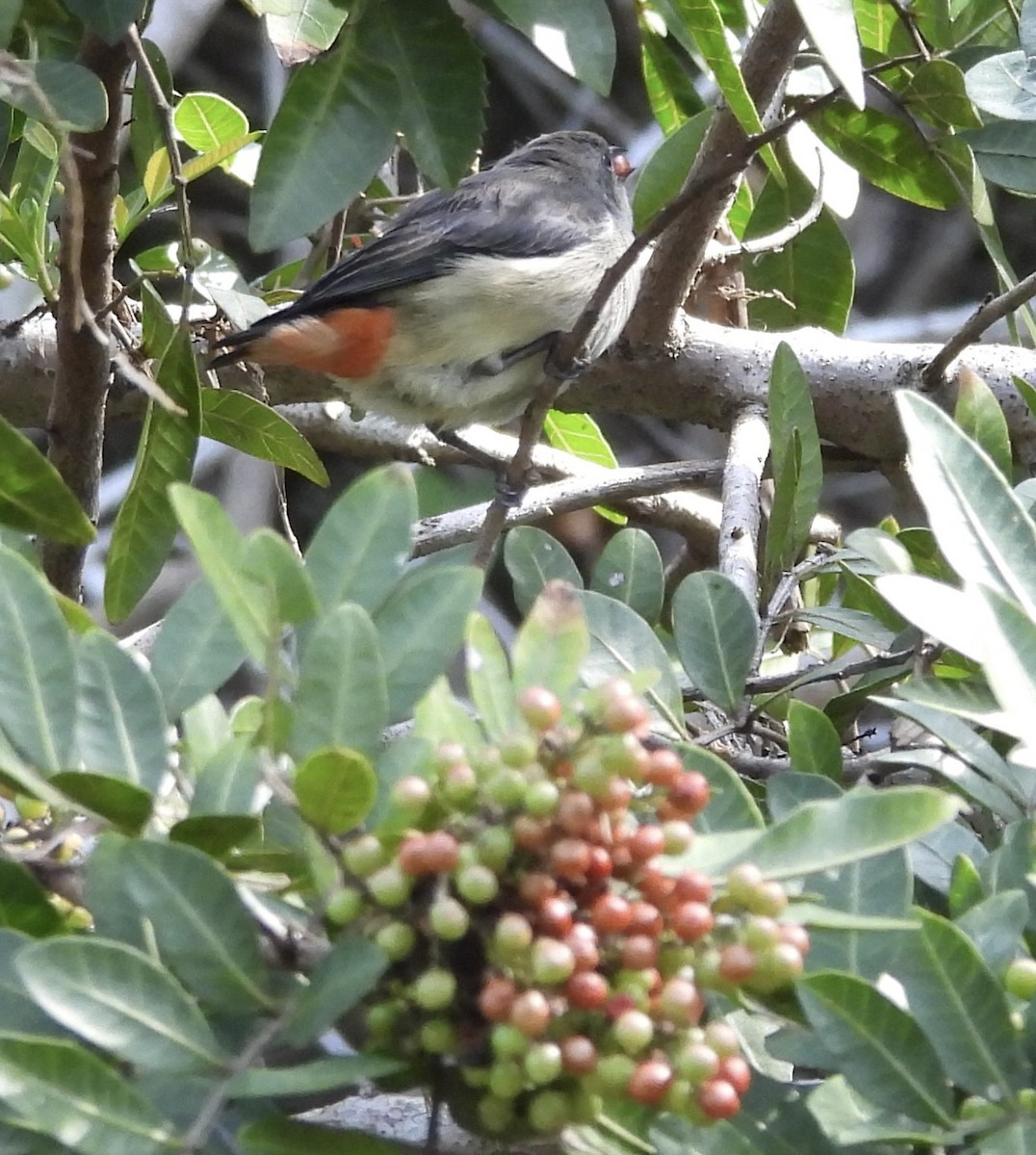 Mistletoebird - ML620256730