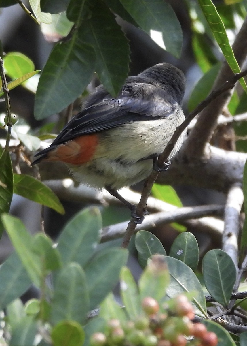 Mistletoebird - ML620256733