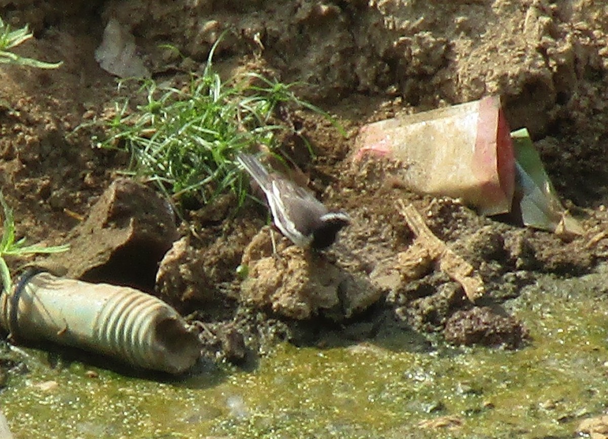 White-browed Wagtail - ML620256735