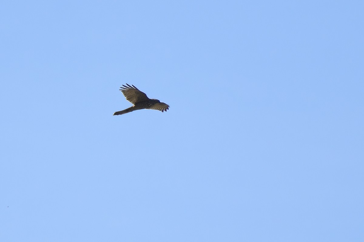 Brown Goshawk - ML620256737