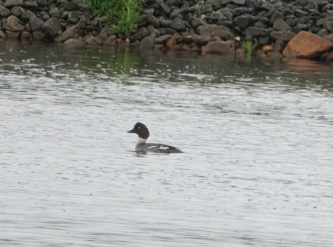 Common Goldeneye - ML620256738