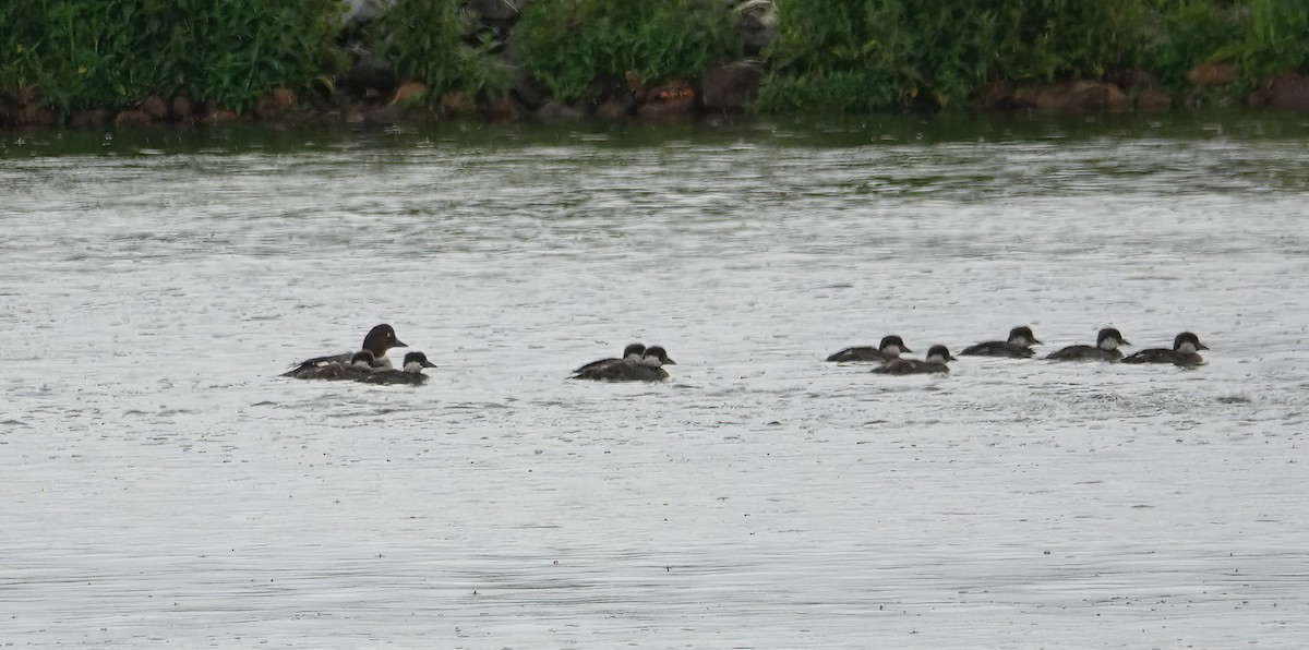 Common Goldeneye - ML620256739