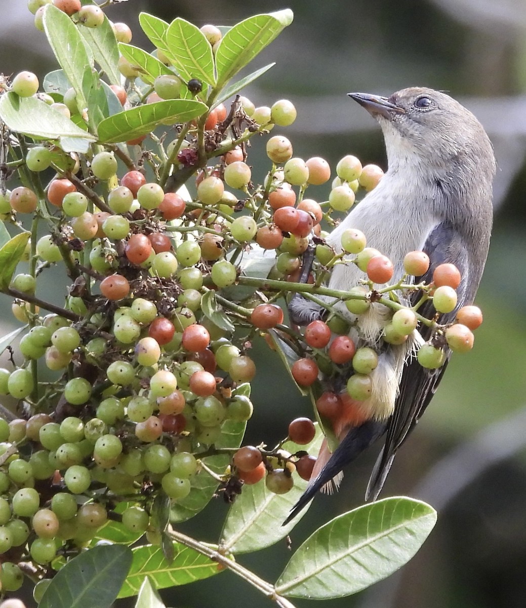 Mistletoebird - ML620256742