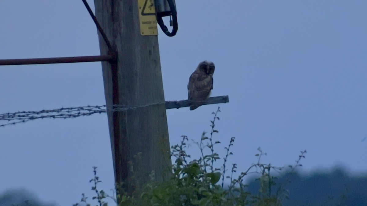 Long-eared Owl - ML620256756