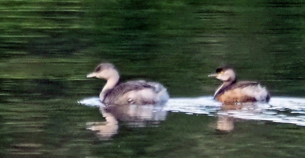 Australasian Grebe - ML620256759