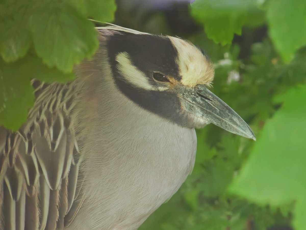 Yellow-crowned Night Heron (Yellow-crowned) - ML620256761