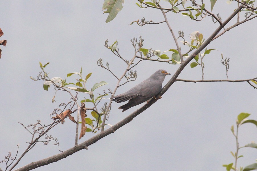 Common Cuckoo - ML620256773