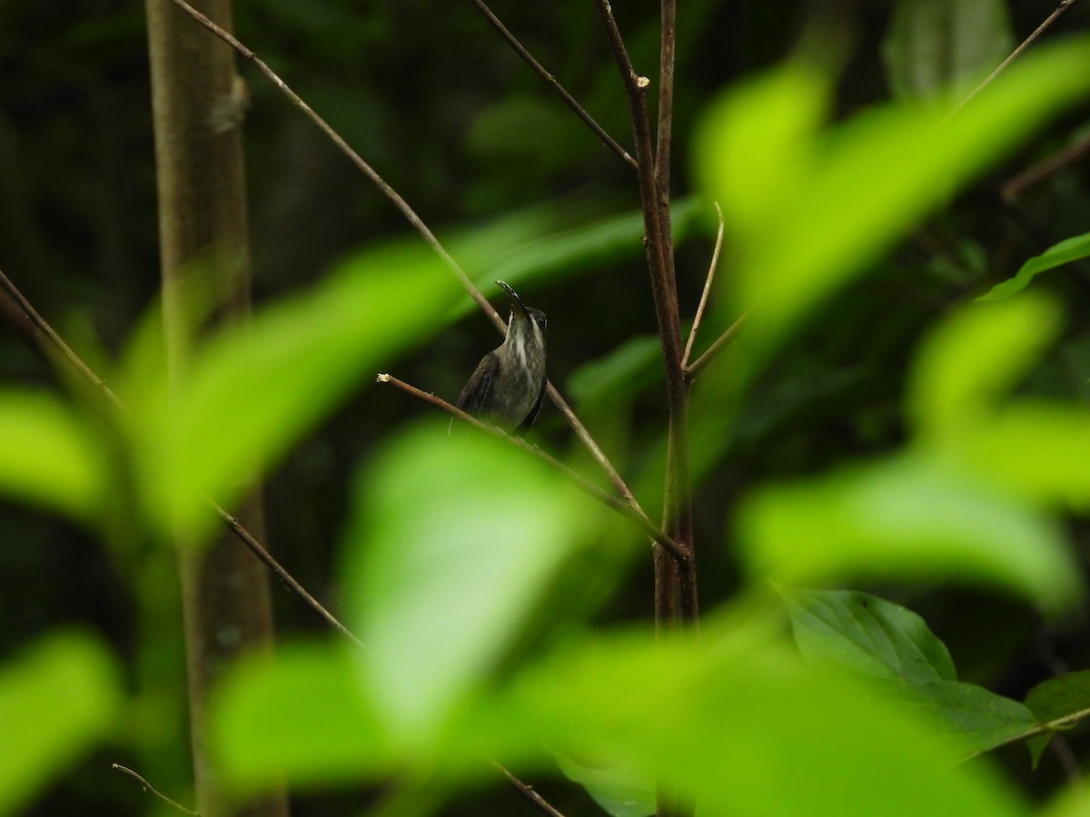 kolibřík běloknírkový - ML620256778