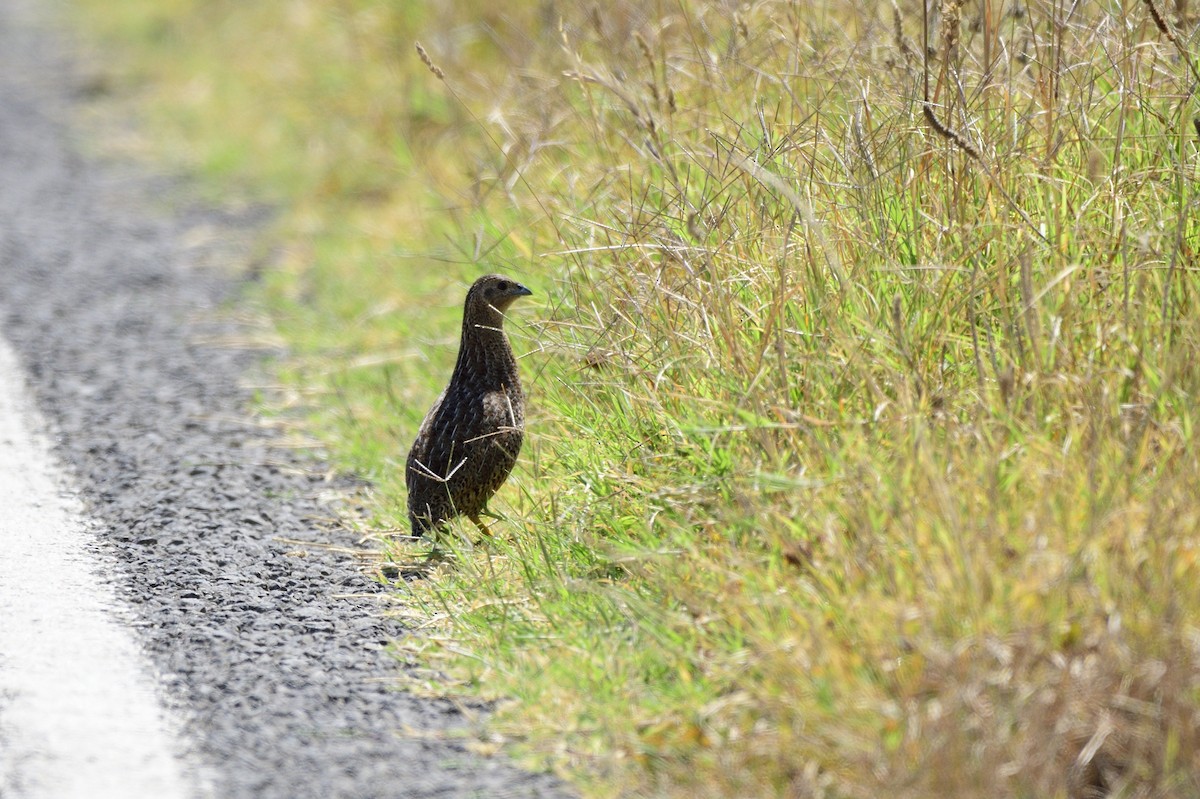 Brown Quail - ML620256779