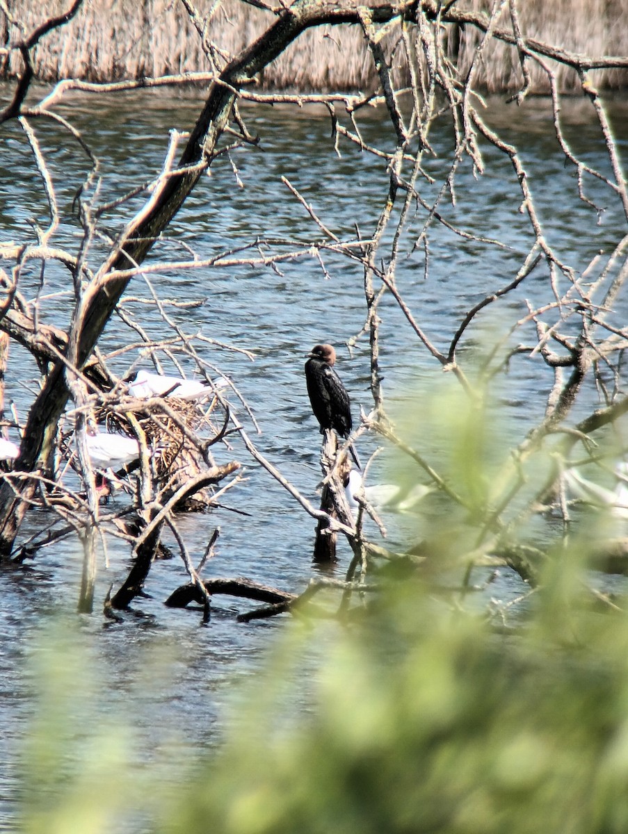 Pygmy Cormorant - ML620256784