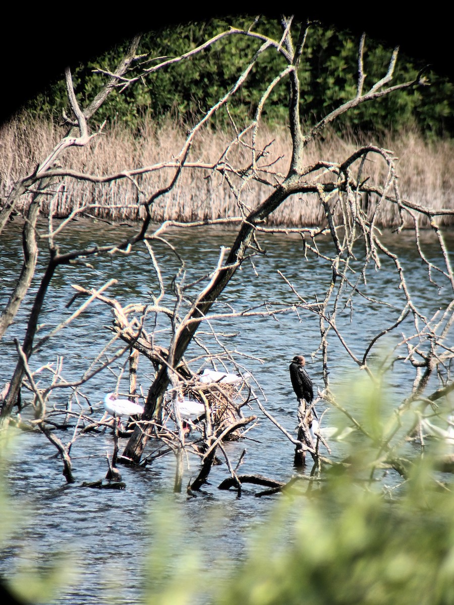 Pygmy Cormorant - ML620256785