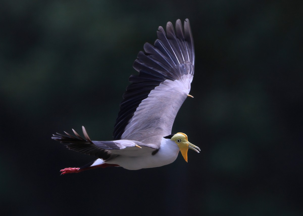 Red-wattled Lapwing - ML620256788