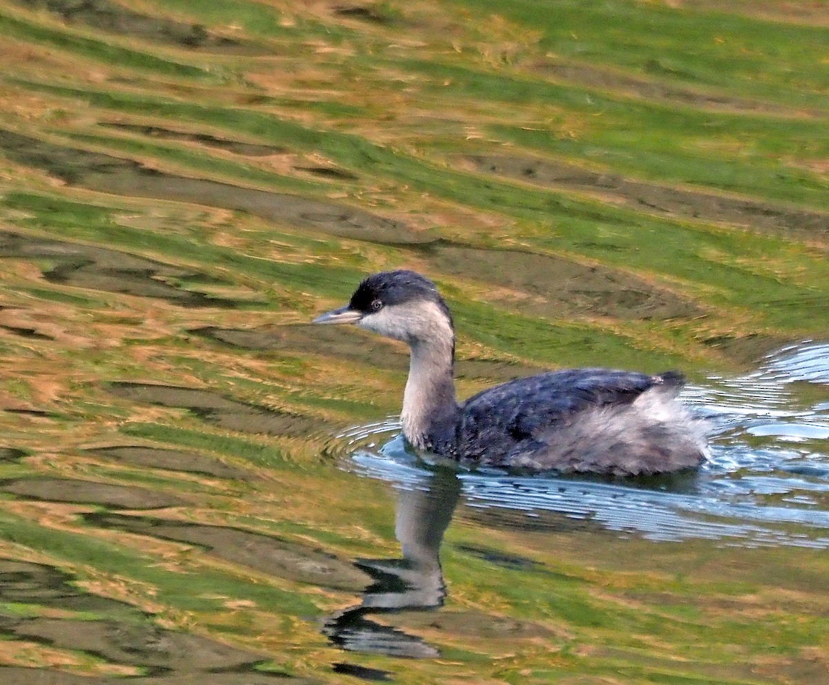 Hoary-headed Grebe - Steve Law