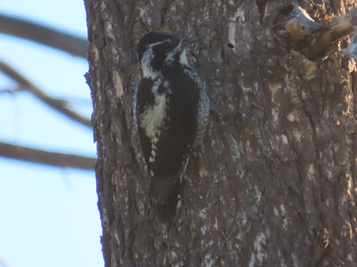 American Three-toed Woodpecker - ML620256794