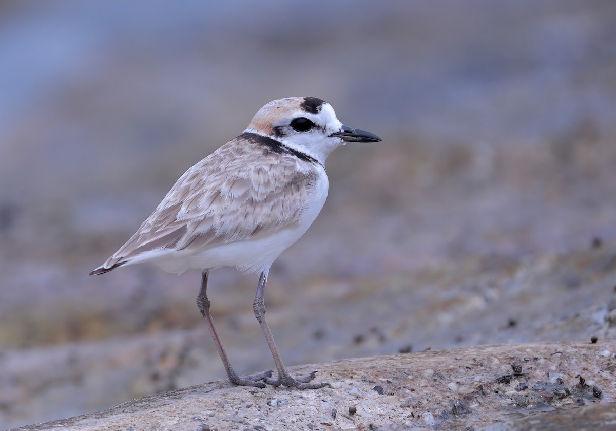 Malaysian Plover - ML620256796