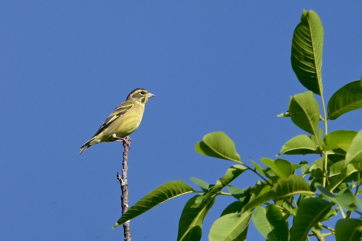 Yellow-breasted Greenfinch - ML620256799