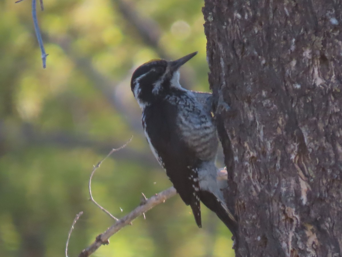 American Three-toed Woodpecker - ML620256802