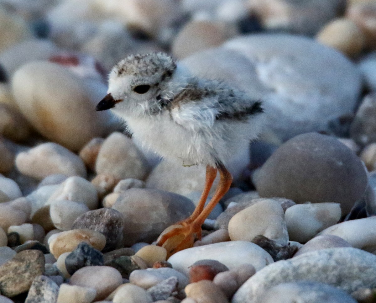 Piping Plover - ML620256803