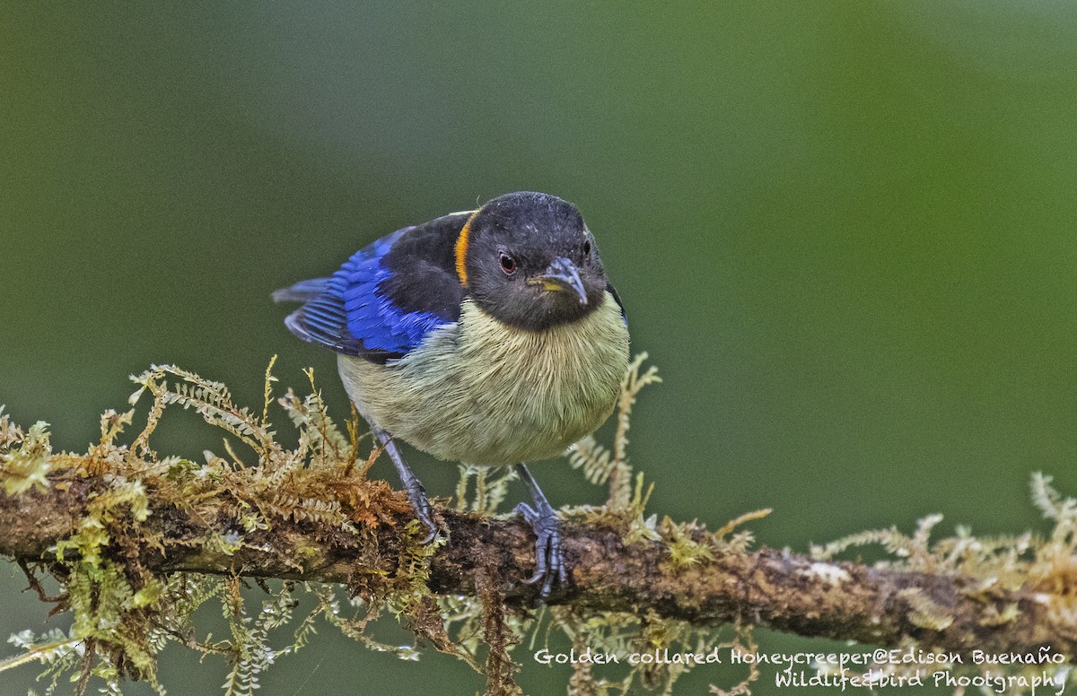 Golden-collared Honeycreeper - ML620256810