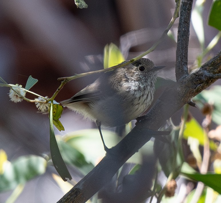 Brown Thornbill - ML620256815