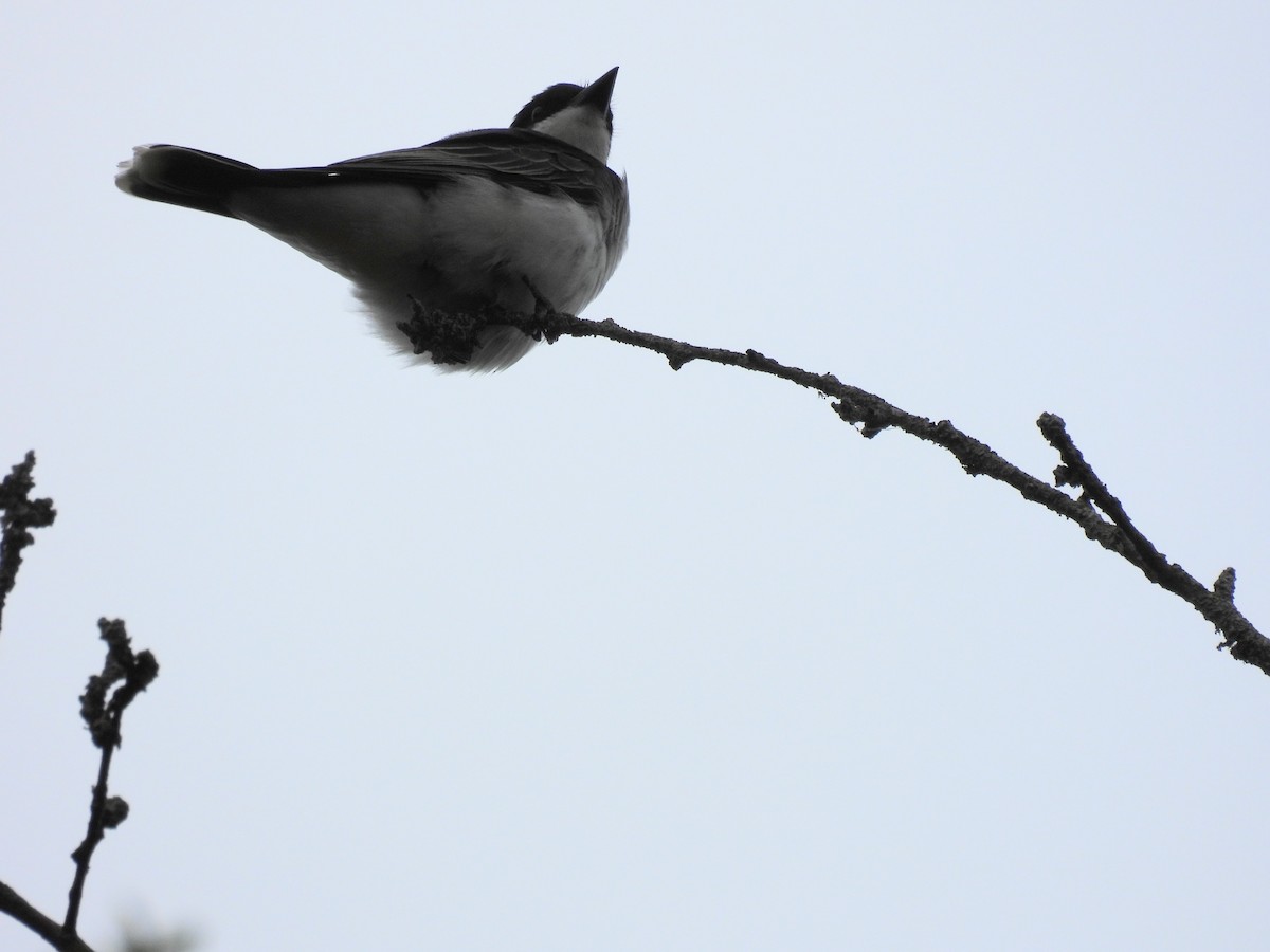 Eastern Kingbird - ML620256816