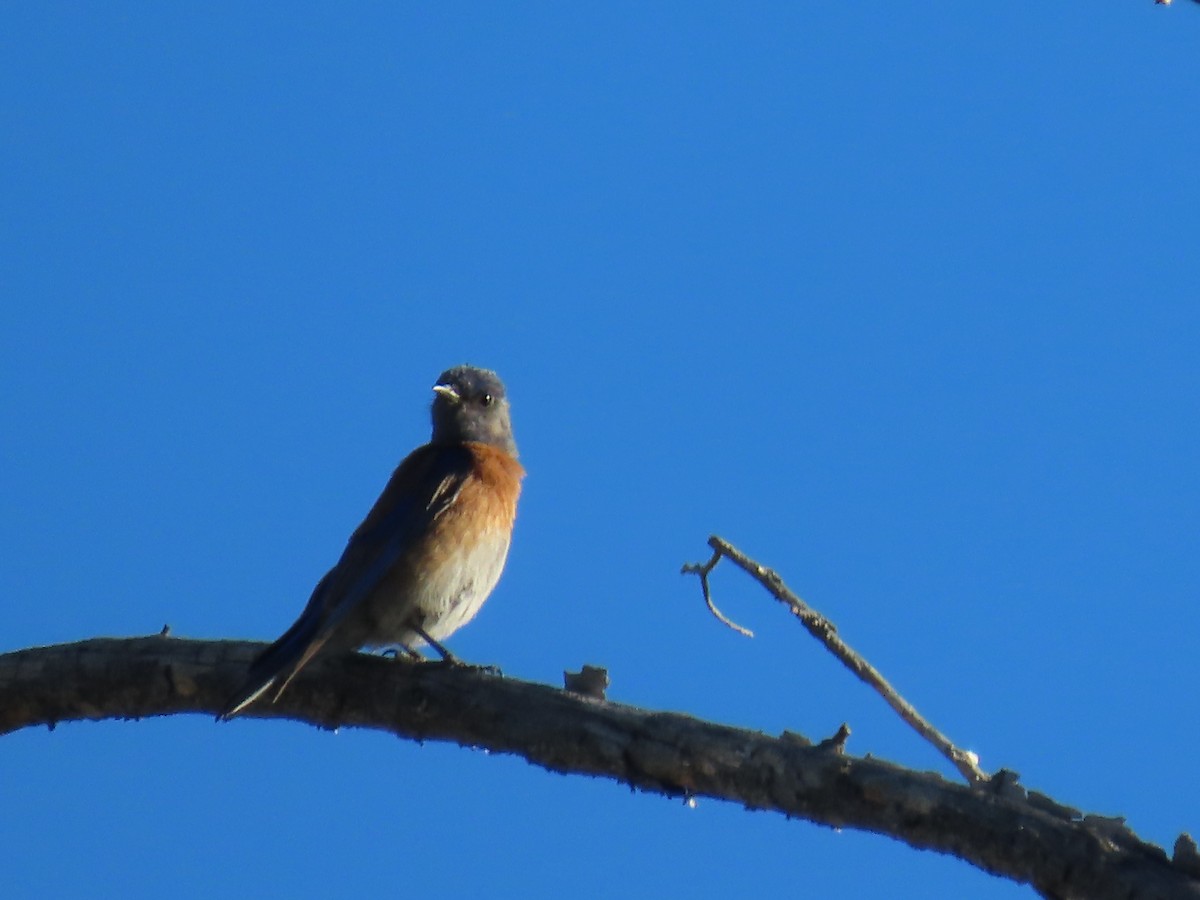 Western Bluebird - ML620256818