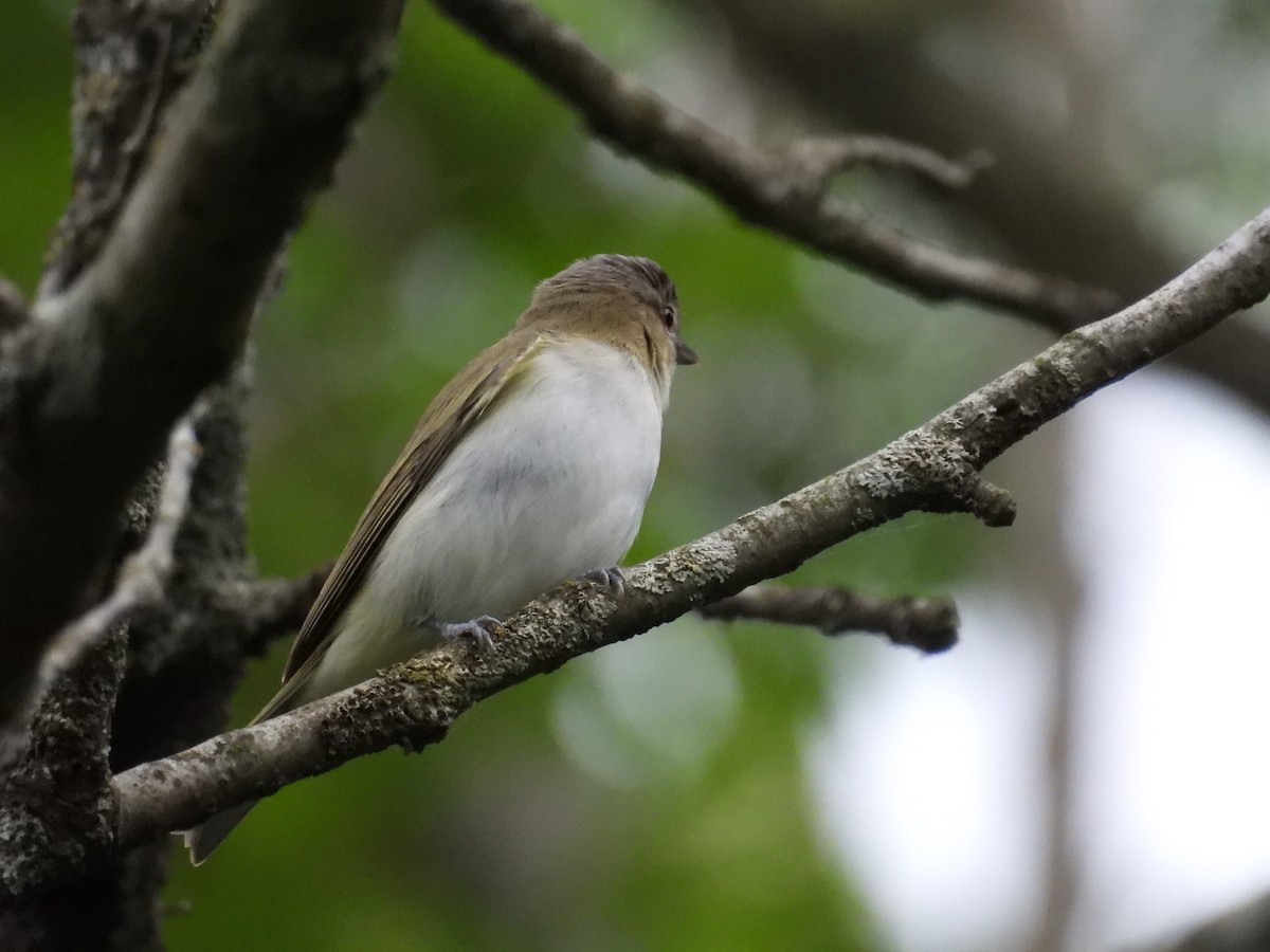 Red-eyed Vireo - ML620256825