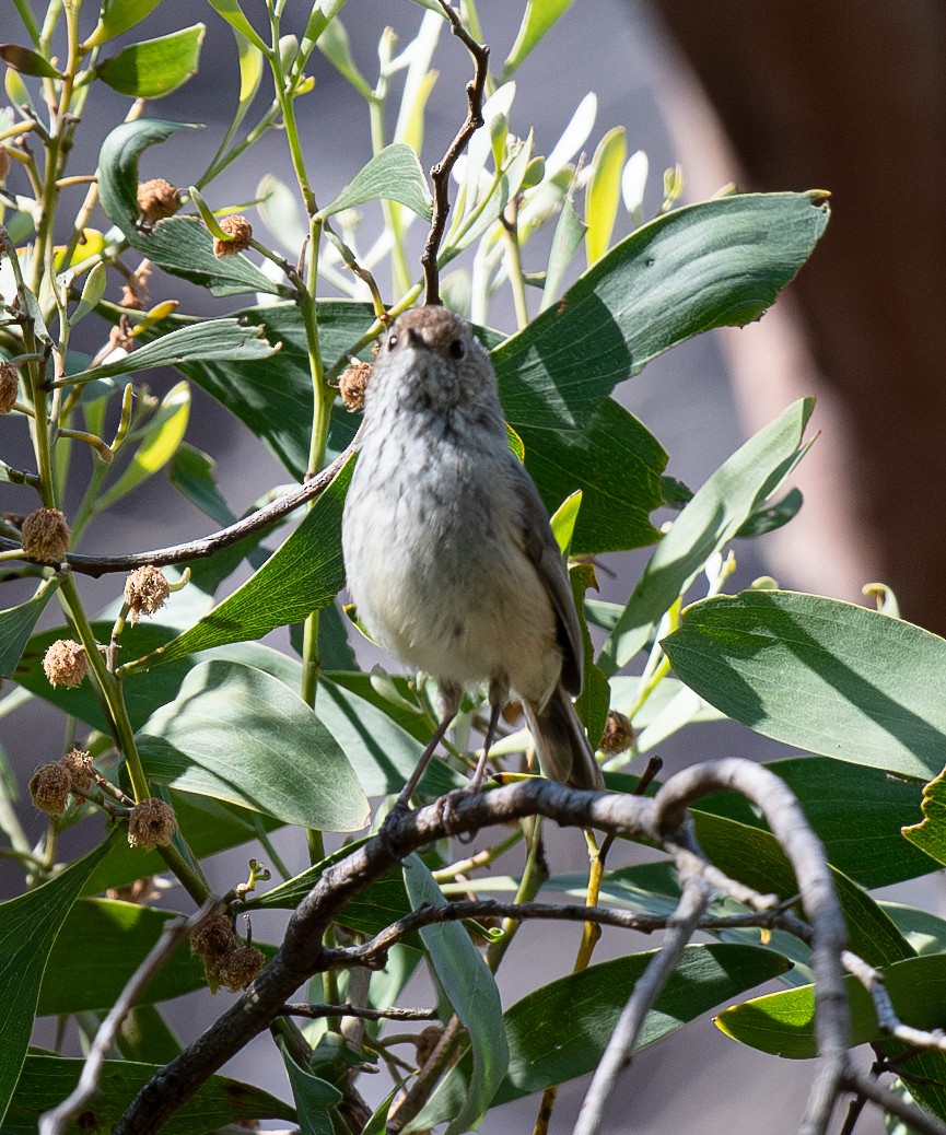 Brown Thornbill - ML620256829