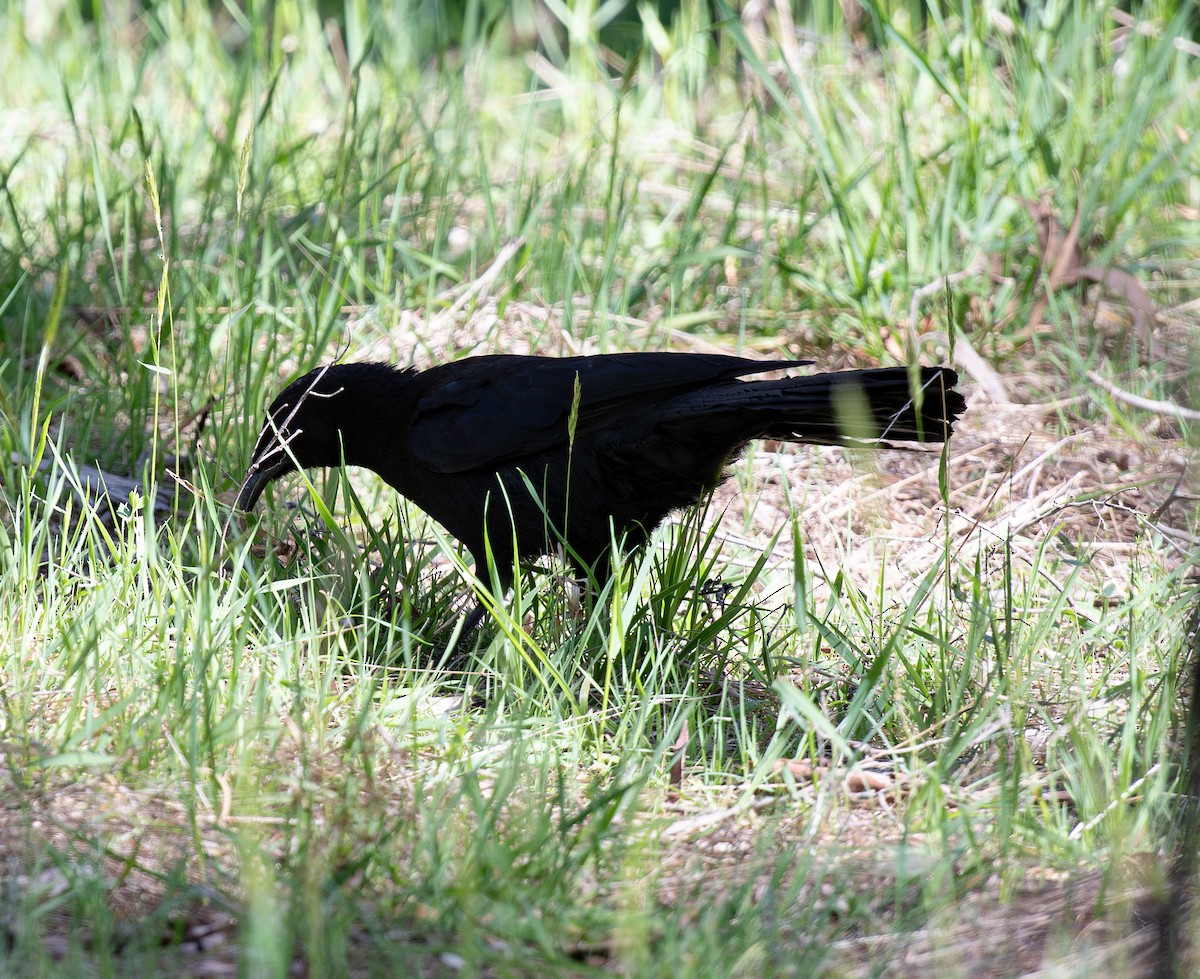 White-winged Chough - ML620256833