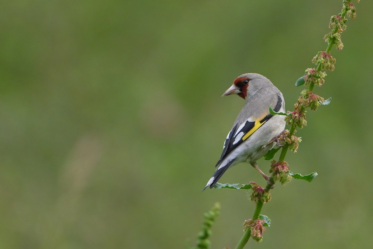 Chardonneret élégant - ML620256838