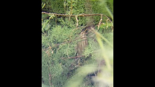 Little Bittern - ML620256858