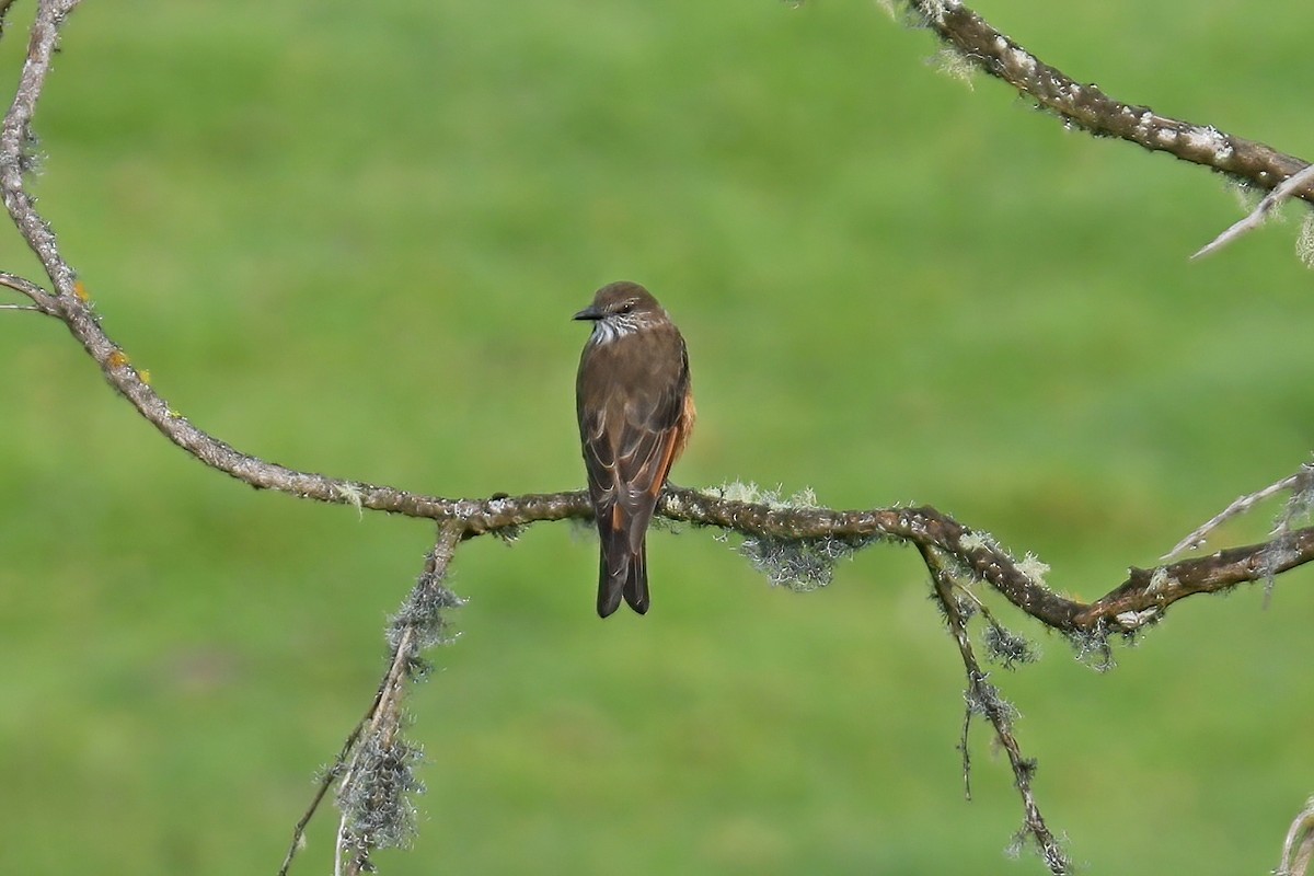 Streak-throated Bush-Tyrant - ML620256860