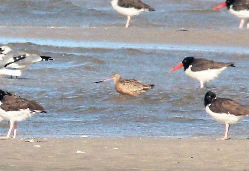 Marbled Godwit - ML620256862