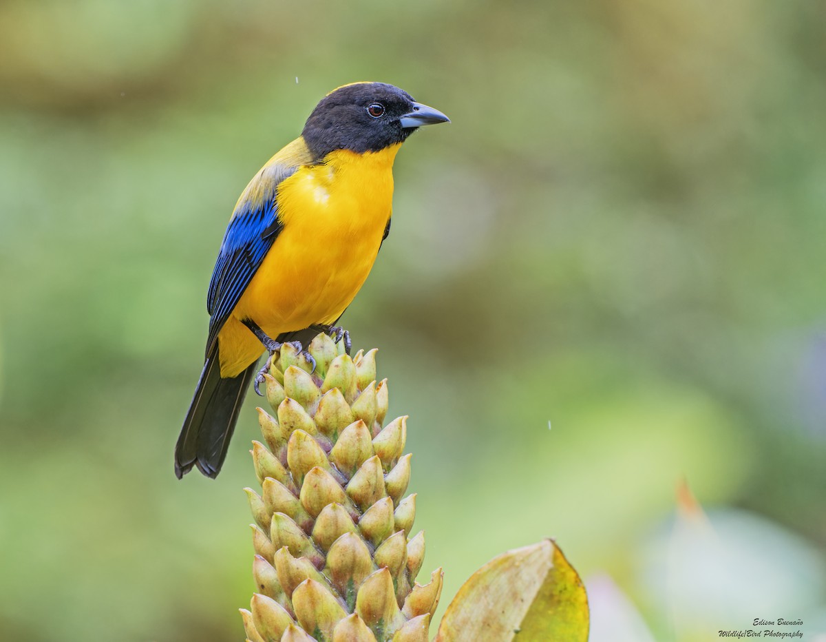 Black-chinned Mountain Tanager - ML620256870