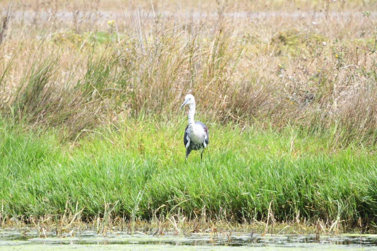 Pacific Heron - ML620256874