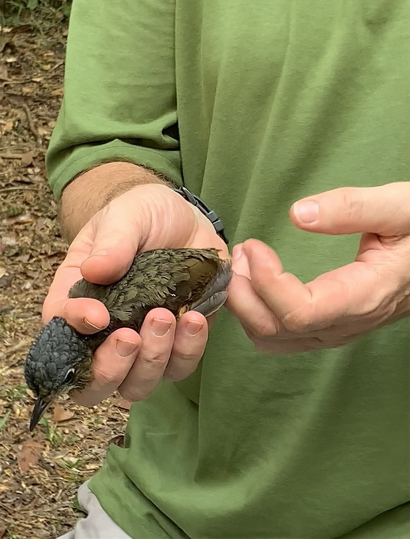 Scaled Antpitta (guatimalensis Group) - David Lee